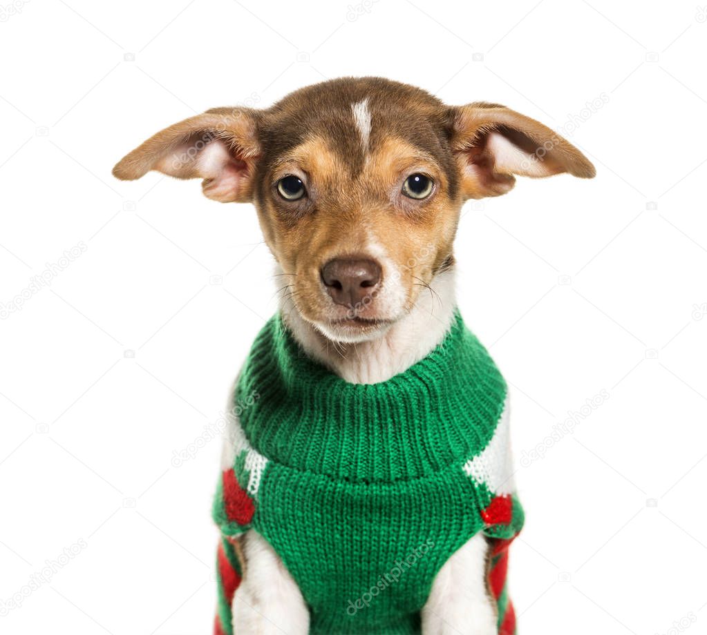 Jack Russell Terrier in green sweater against white background