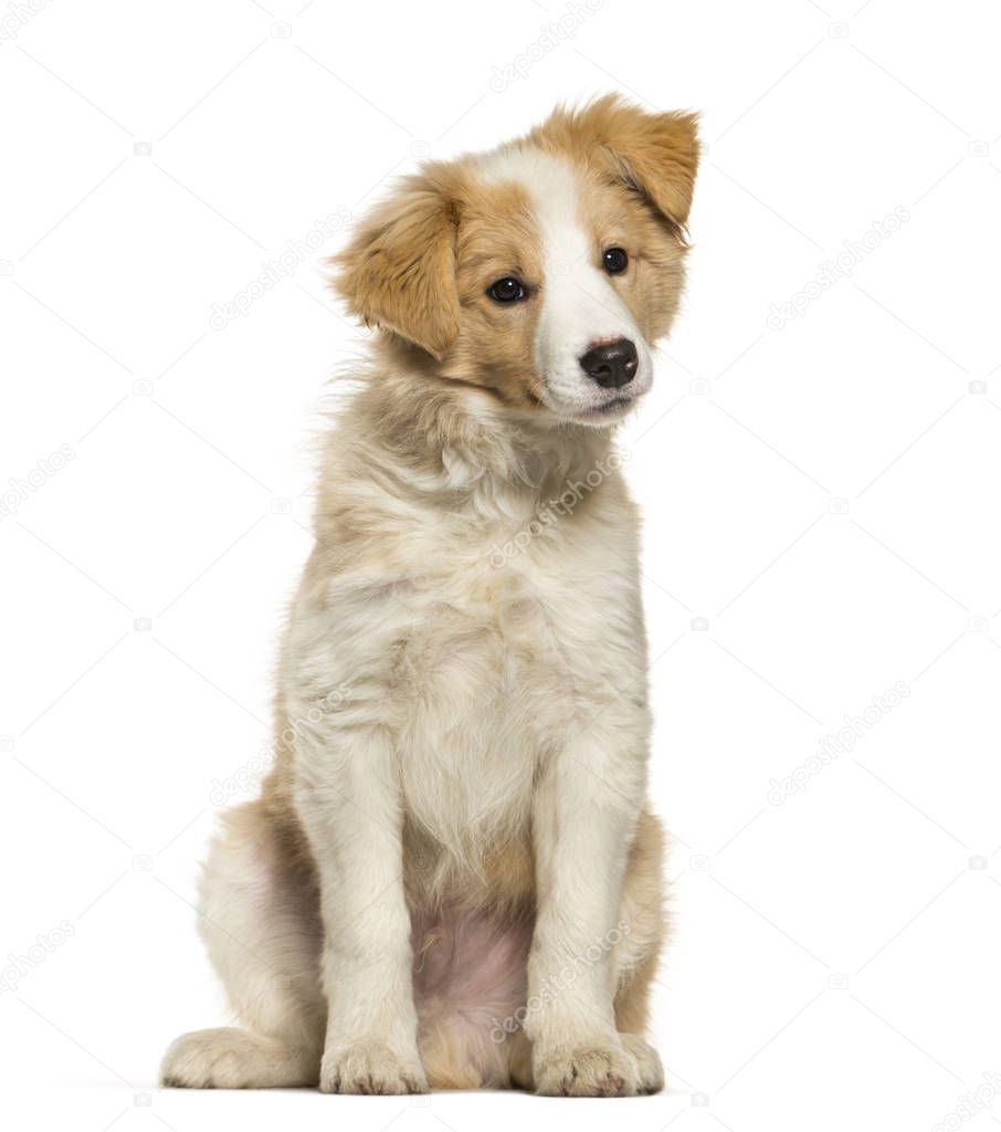Border Collie puppy sitting against white background