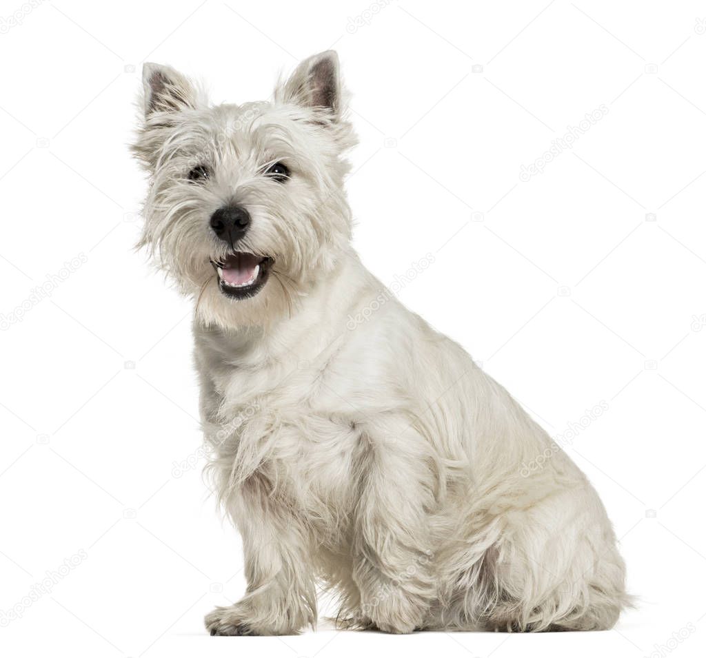 West Highland White Terrier sitting against white background