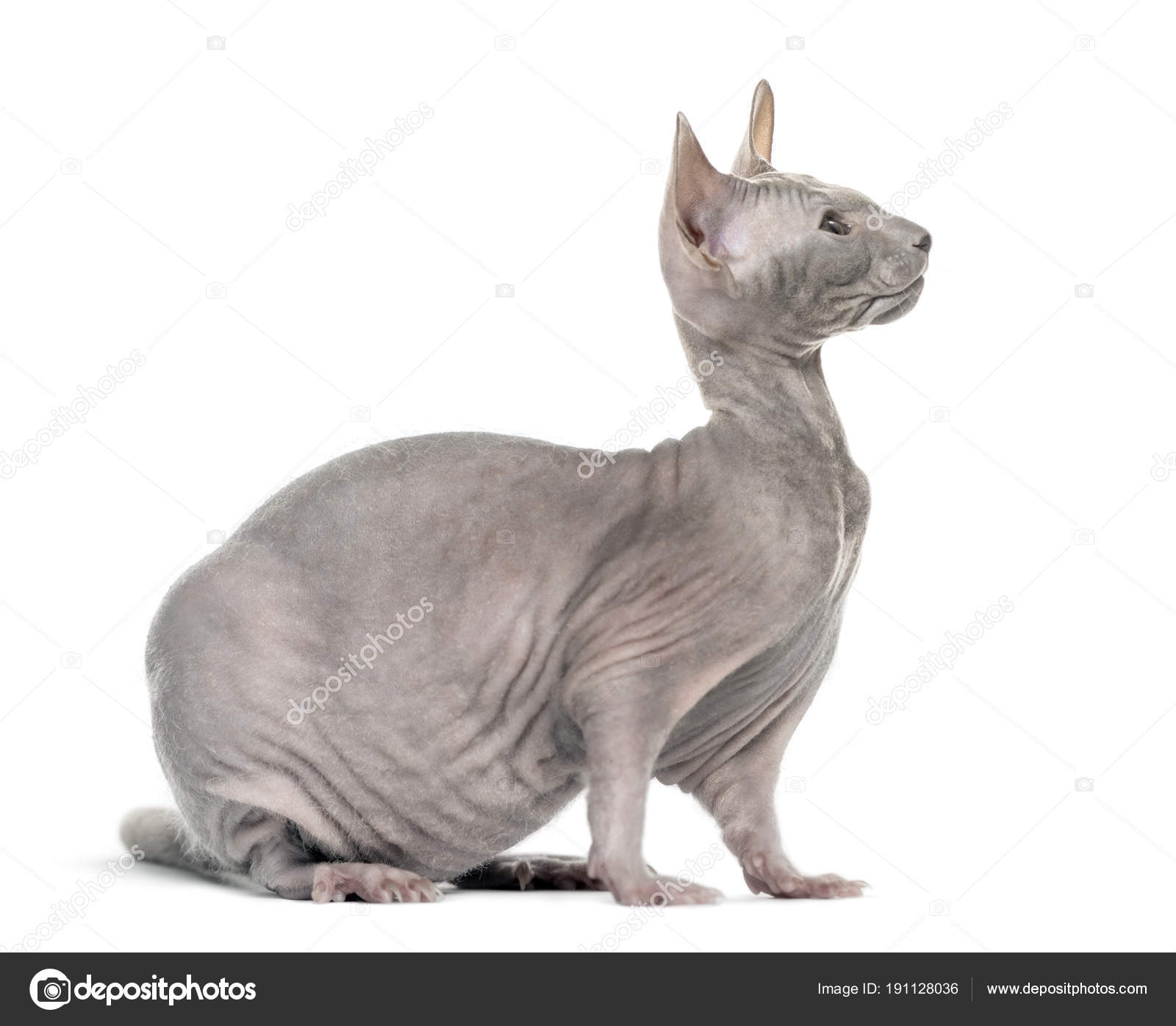 Rattus Norvegicus Images Libres De Droit Photos De Rattus Norvegicus Depositphotos