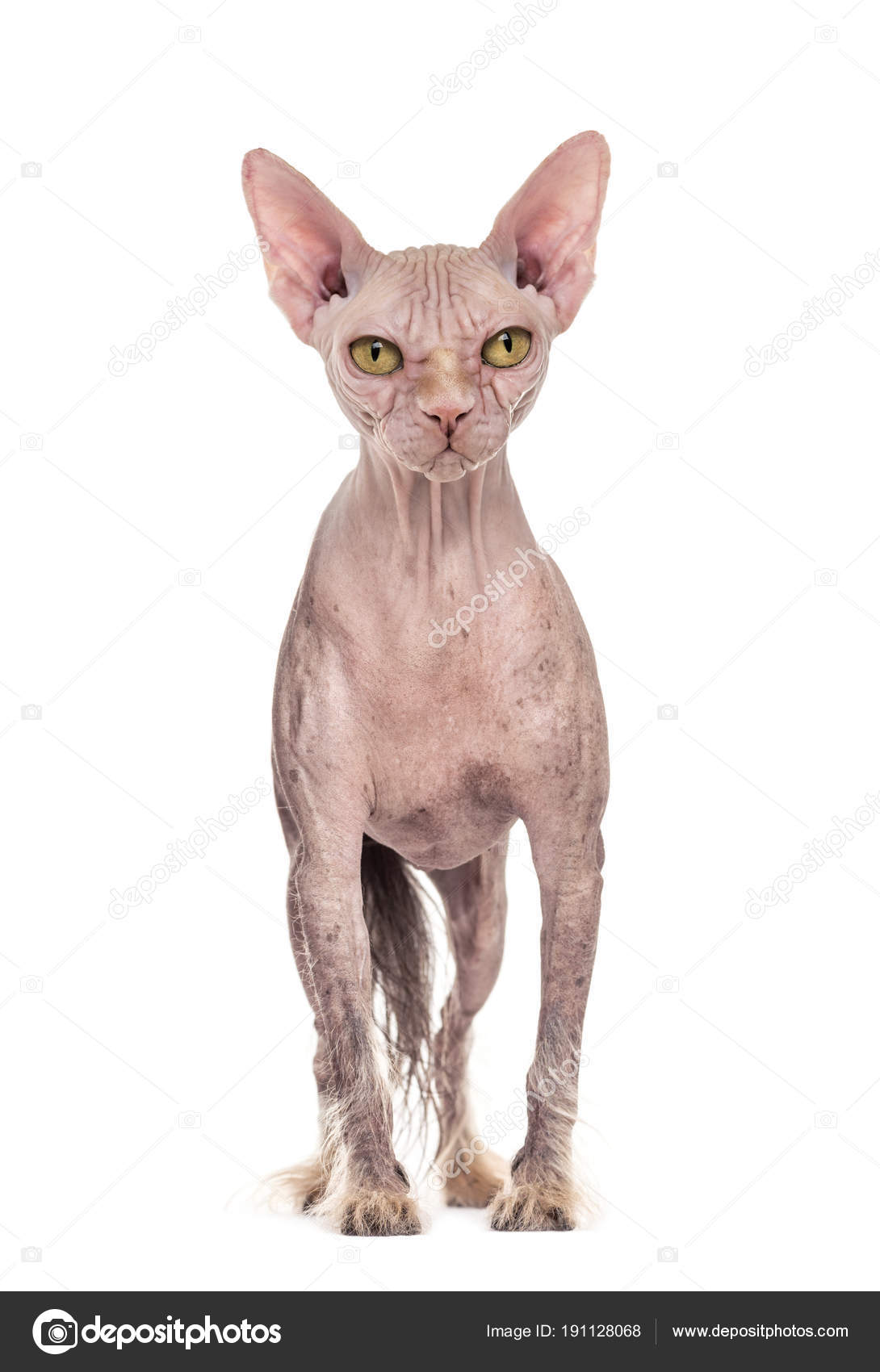 blue buffalo basics turkey and potato small breed