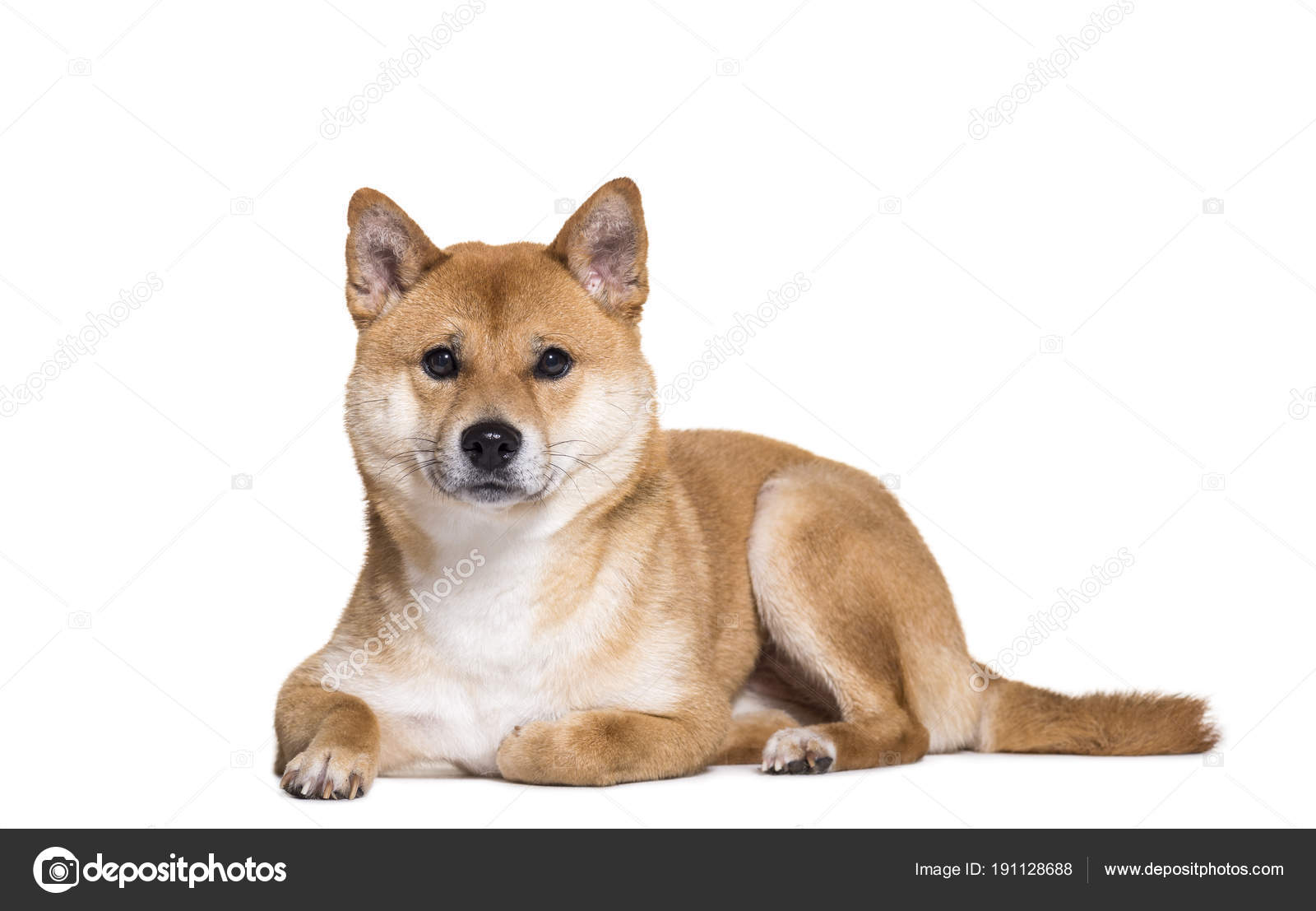 柴犬写真素材 ロイヤリティフリー柴犬画像 Depositphotos 柴犬写真素材 ロイヤリティフリー柴犬画像 Depositphotos