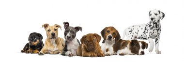 Group of puppies lying in front of a white background clipart