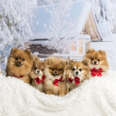 Chihuahuas, Spitz ve kış sahne nedir oturan Pomeranians