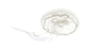 Aurelia aurita beyaz ba karşı ortak denizanası olarak da bilinir