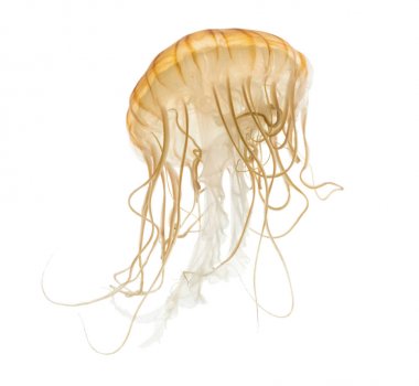 Japon deniz otu, Chrysaora pacifica, denizanası beyaz karşı