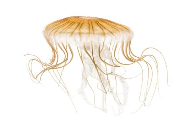 Japon deniz otu, Chrysaora pacifica, denizanası beyaz karşı