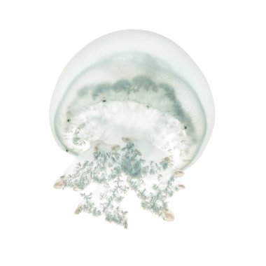 Top mermisi denizanası veya cabbagehead denizanası, Stomolophus melea