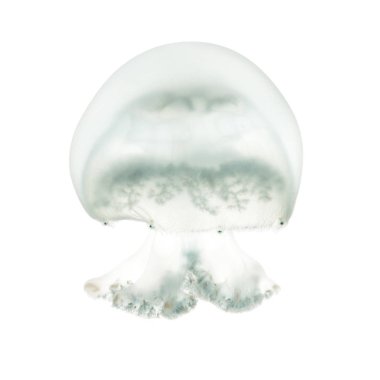 Top mermisi denizanası veya cabbagehead denizanası, Stomolophus melea