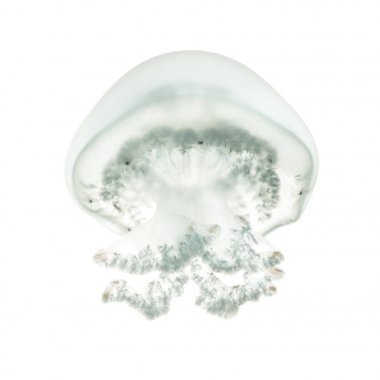 Top mermisi denizanası veya cabbagehead denizanası, Stomolophus melea