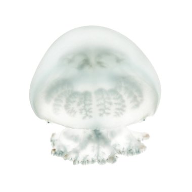 Top mermisi denizanası veya cabbagehead denizanası, Stomolophus melea
