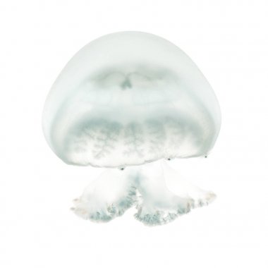 Top mermisi denizanası veya cabbagehead denizanası, Stomolophus melea