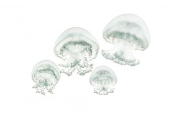 Top mermisi denizanası veya cabbagehead denizanası, Stomolophus melea