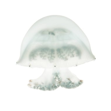 Top mermisi denizanası veya cabbagehead denizanası, Stomolophus melea