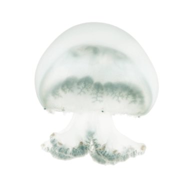 Top mermisi denizanası veya cabbagehead denizanası, Stomolophus melea