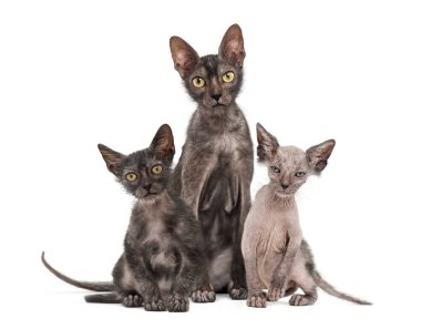 Lykoi kedi, 7 ay yaşlı, kurt adam kedi wh karşı olarak da bilinir