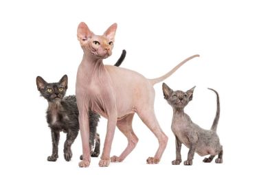 Sfenks, 4 yaşında ve Lykoi kedi, beyaz bac karşı arama