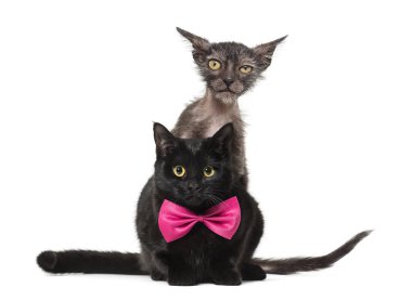 Yavru kedi Lykoi kedi, 3 aylık kurt adam kedi sidiği olarak da bilinir