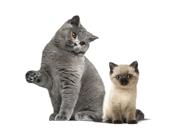 Brittiskt Korthår katt och kattunge sitter mot vita bak — Stockfoto