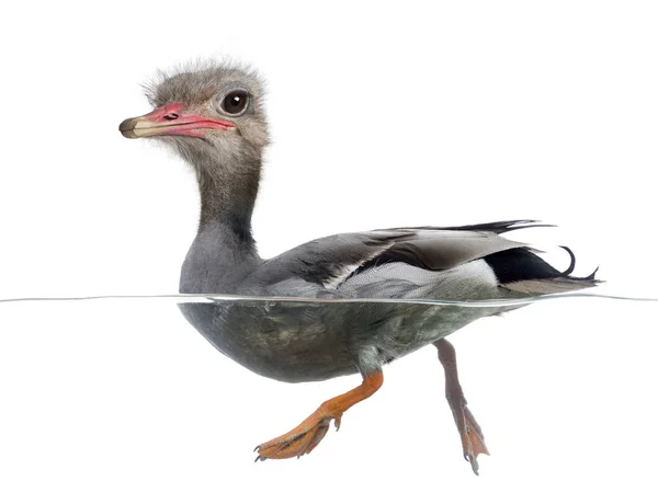 Chimera with Mallard floating on the water an a face of an ostri — Stock Photo, Image