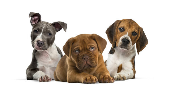 Groupe de chiots couchés sur fond blanc — Photo