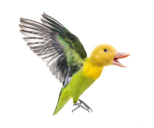 Chimera ördek yavrusu ve tekrar uçan sarı yakalı cennet papağanı — Stok fotoğraf