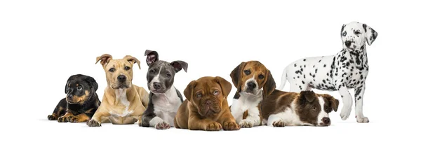 Groupe de chiots couchés devant un fond blanc — Photo