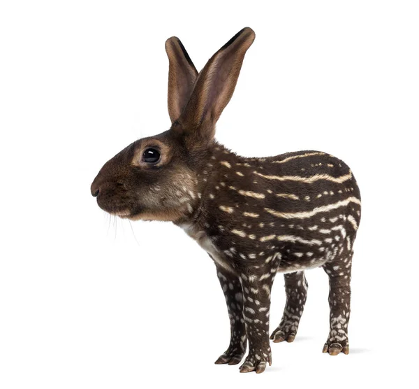 Chimera med belgisk Hare och kroppen av en tapir mot vit baksida — Stockfoto