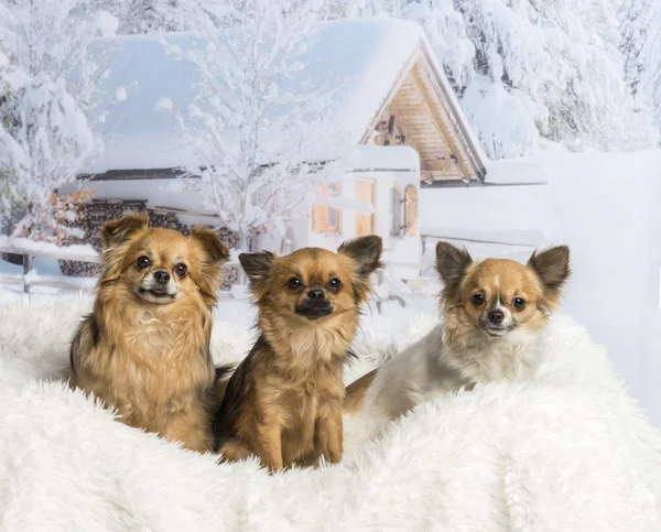 Chihuahuas som sitter i på vit matta i vinter scen — Stockfoto