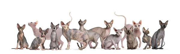Sphinx Hairless Cats sitting and standing against white backgrou — Stock Photo, Image