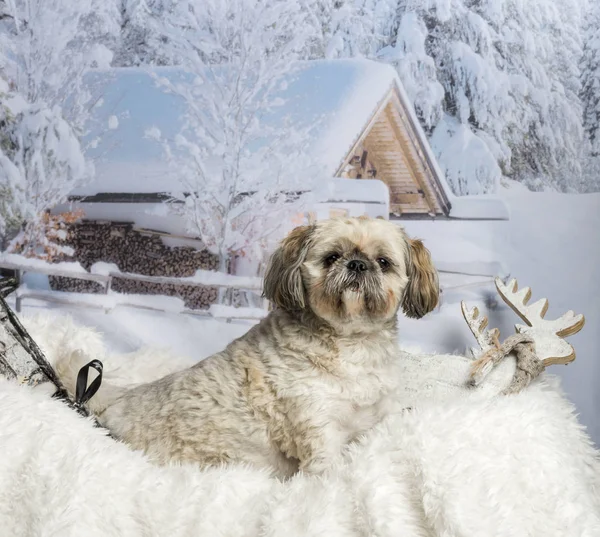 拉萨 apso 算法坐在毛皮地毯上过冬景观 — 图库照片