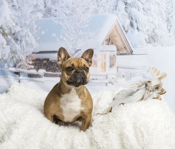 Bulldog francese seduto sul tappeto nel paesaggio invernale — Foto Stock