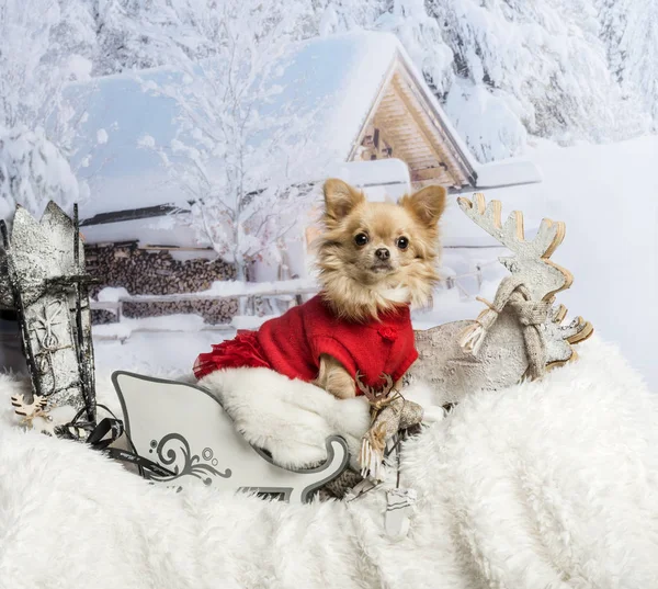 Chihuahua i röd klänning sittande i släde mot vinter scen — Stockfoto