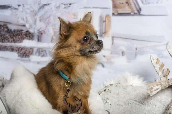 Chihuahua siedzi w zimowa scena, szukasz drogi — Zdjęcie stockowe