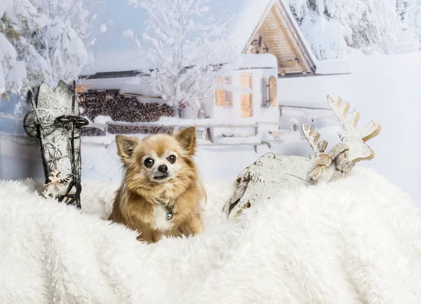 Chihuahua sentado en la alfombra de piel en la escena de invierno — Foto de Stock