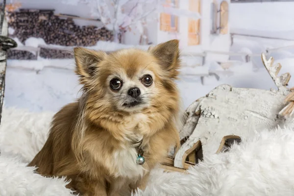 Chihuahua kış sahne, oturma portre — Stok fotoğraf