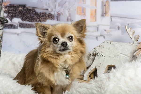 Chihuahua, siedząc w zimowa scena, portret — Zdjęcie stockowe