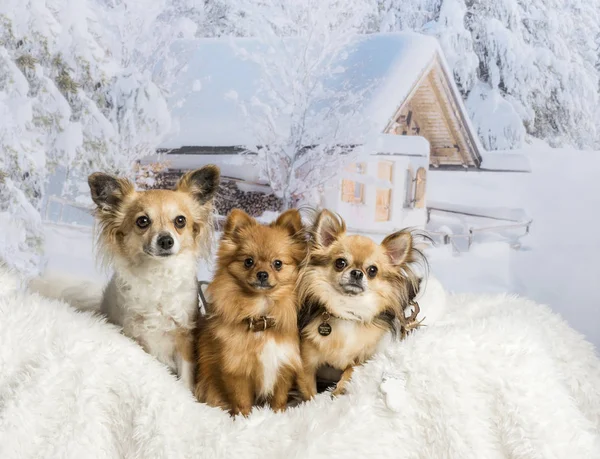 Three Chihuahuas sitting on white fur rug in winter scene — Stock Photo, Image