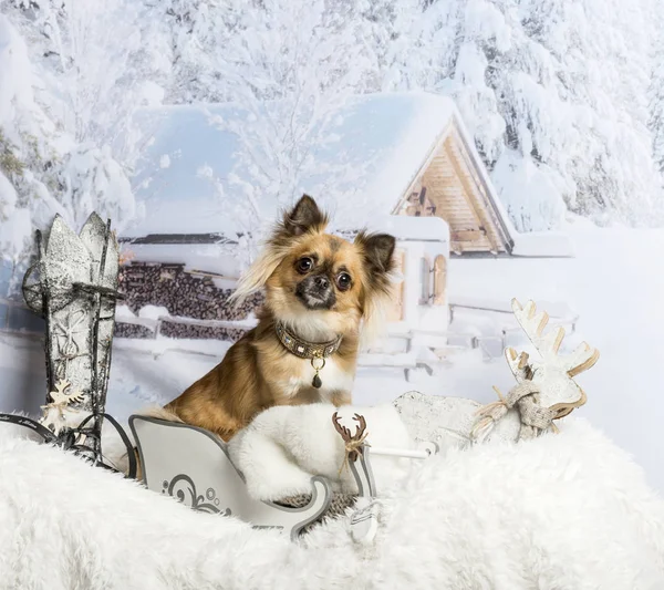 Chihuahua, siedząc w sanie w zimowa scena, portret — Zdjęcie stockowe