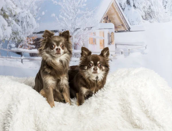 Chihuahuas sentado em cena de inverno — Fotografia de Stock