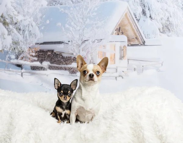 Chihuahuas sitter på vit päls mattan i vinter scen — Stockfoto