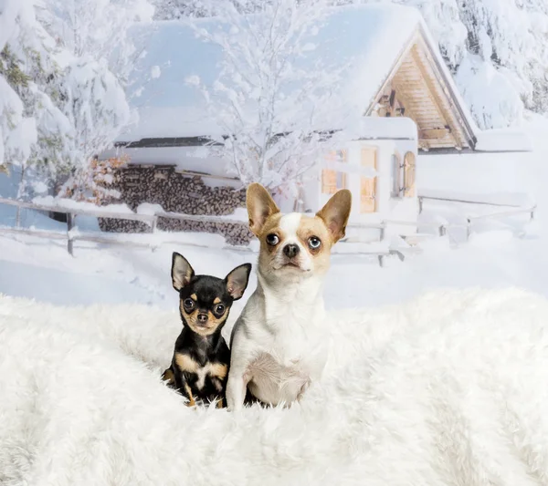 Chihuahua, siedząc na dywanie białe futro w zimowa scena, portret — Zdjęcie stockowe
