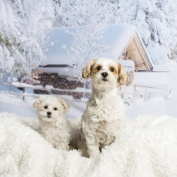 Two Shih Tzu's sitting on white rug against winter landscape — Stock Photo, Image