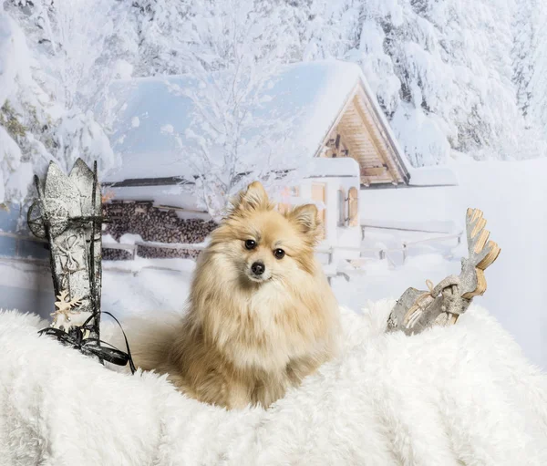 Pomerania sentado en la alfombra de piel en la escena de invierno, retrato —  Fotos de Stock