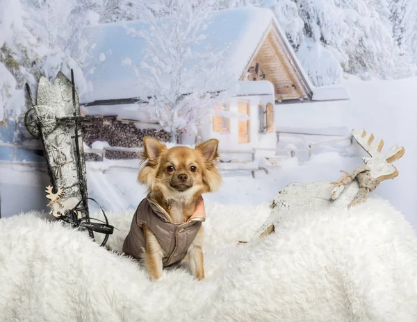 Chihuahua de casaco sentado em cena de inverno — Fotografia de Stock