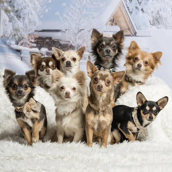 Chihuahuas sitter tillsammans i vinter scen, porträtt — Stockfoto