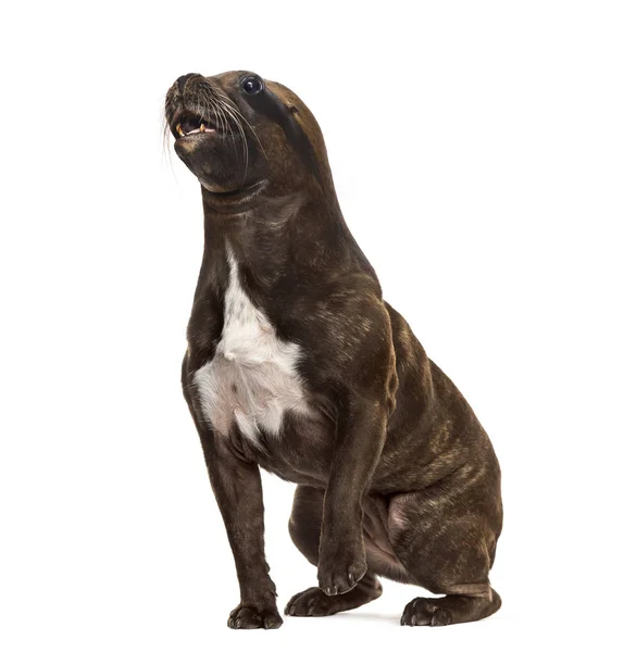 Chimäre mit französischer Bulldogge sitzend und Kopf des kalifornischen Meeres — Stockfoto