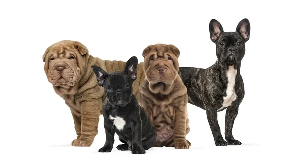 Cachorros Shar Pei e bulldogs franceses juntos contra costas brancas — Fotografia de Stock