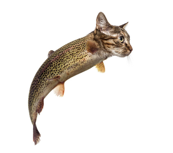 chimera with Rainbow trout and kitten's head swimming against wh