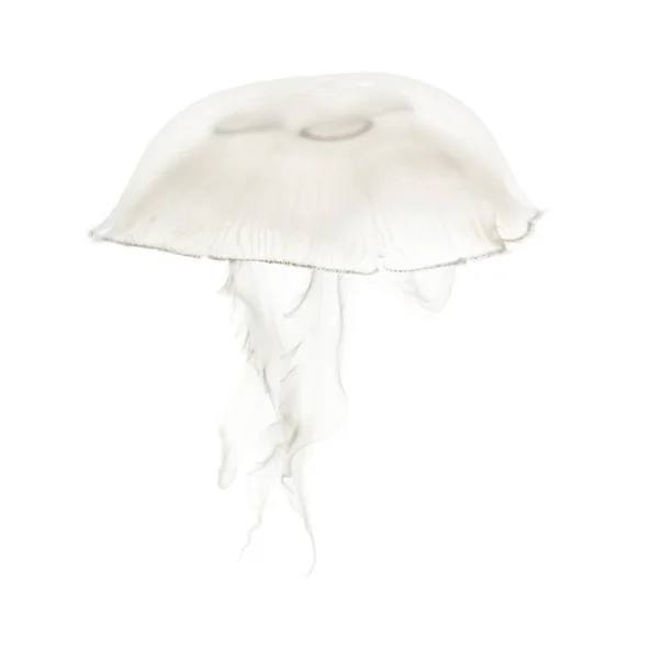 Aurelia uszata, zwany także wspólne jellyfish przeciwko biały ba — Zdjęcie stockowe